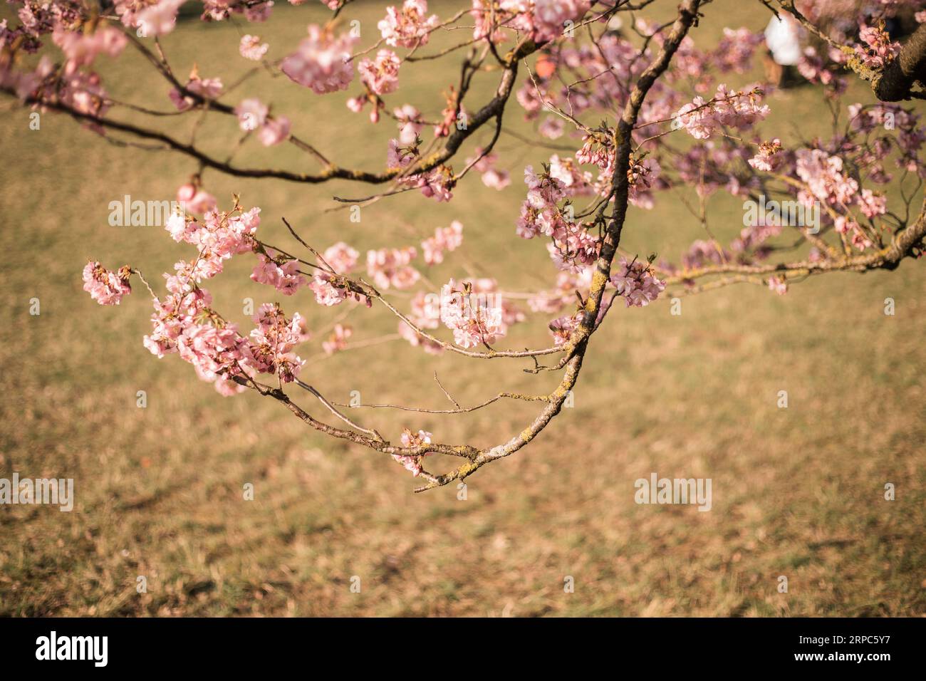 Light pink cherry blossom hi-res stock photography and images - Alamy
