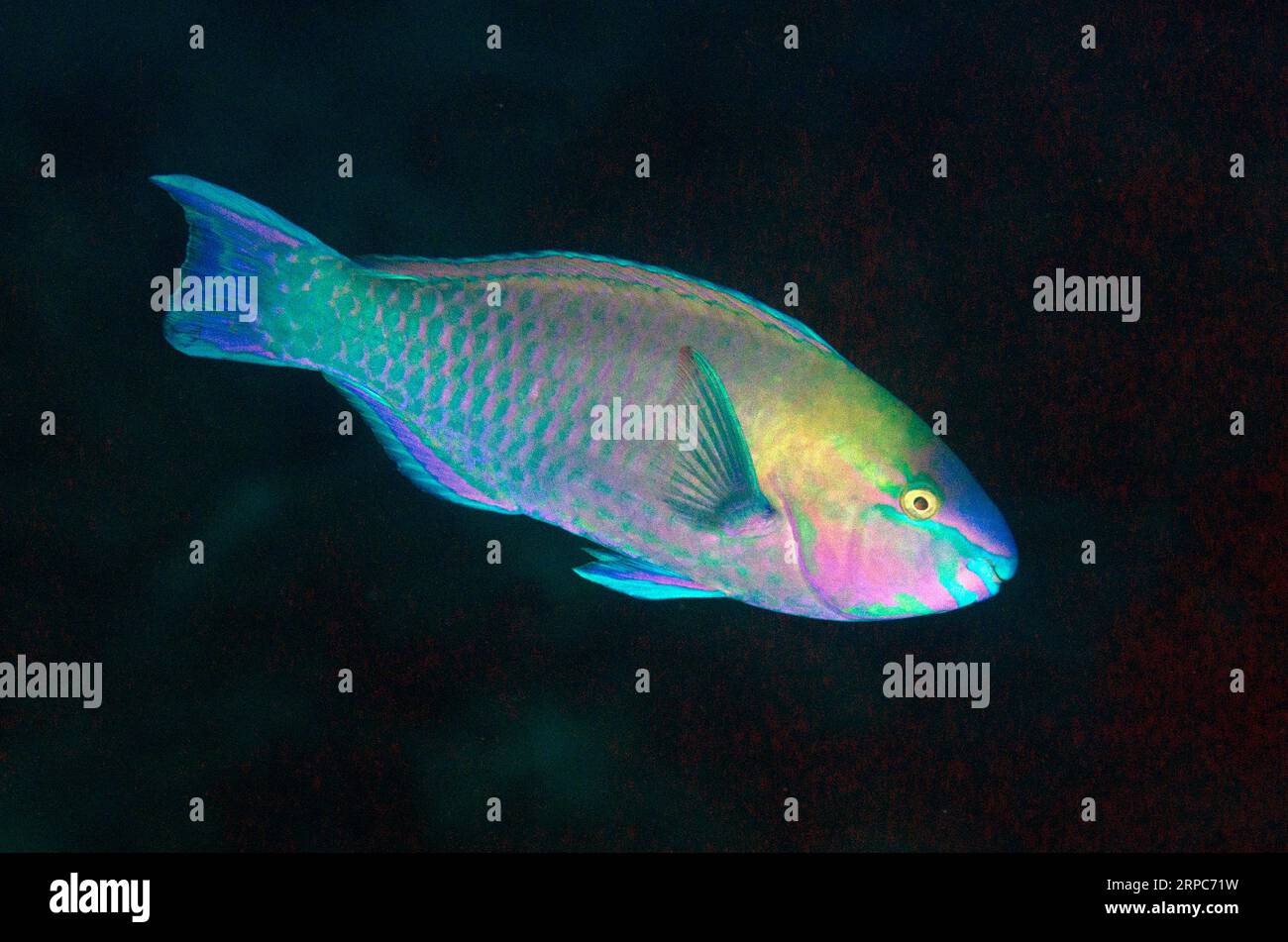 Palenose Parrotfish, Scarus psittacus, Gemaf dive site, Weda, Halmahera, North Maluku, Indonesia, Halmahera Sea Stock Photo
