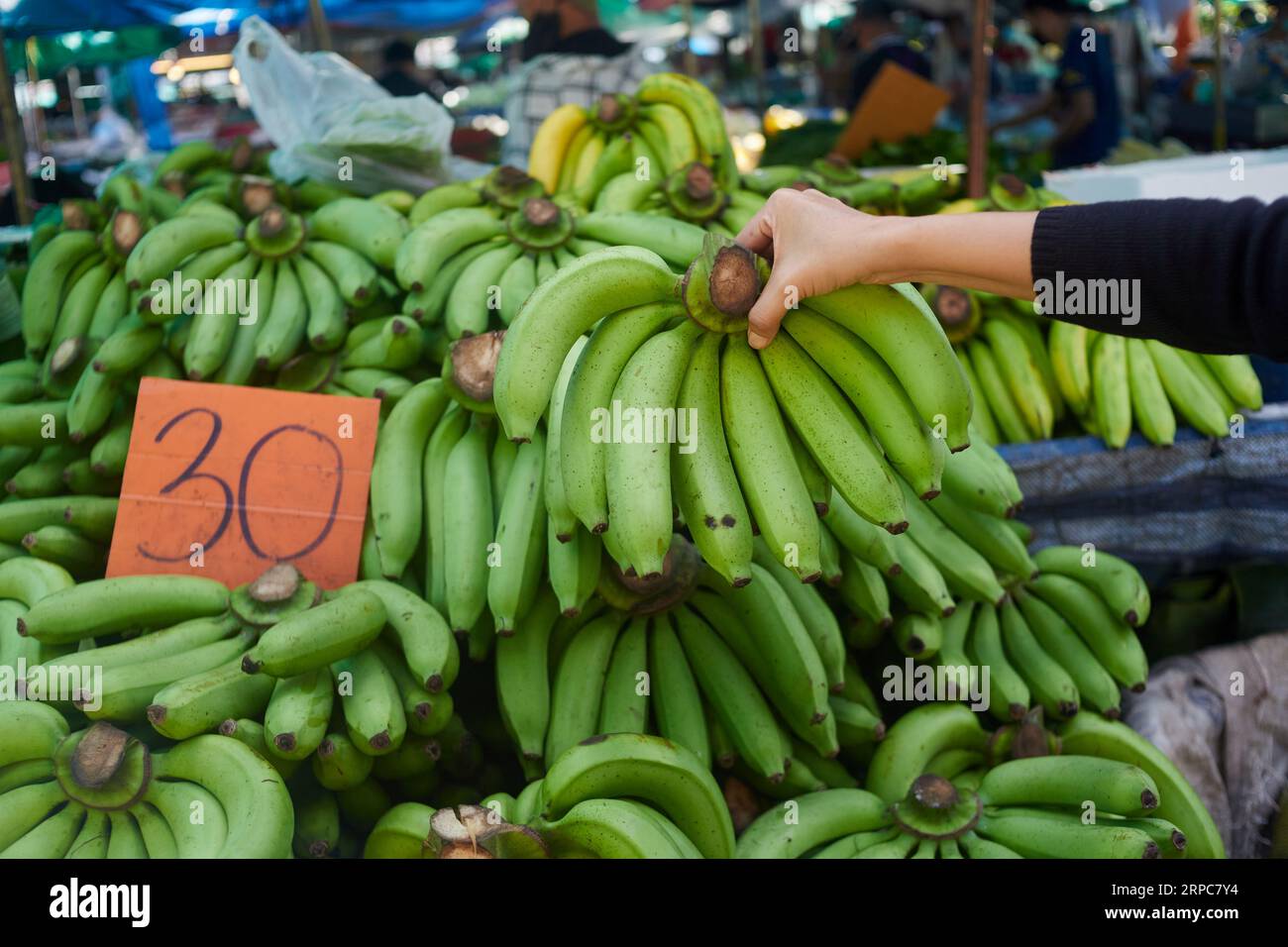 Fresh Organic Green Banana Bunch at Farm Stock Photo by kjekol