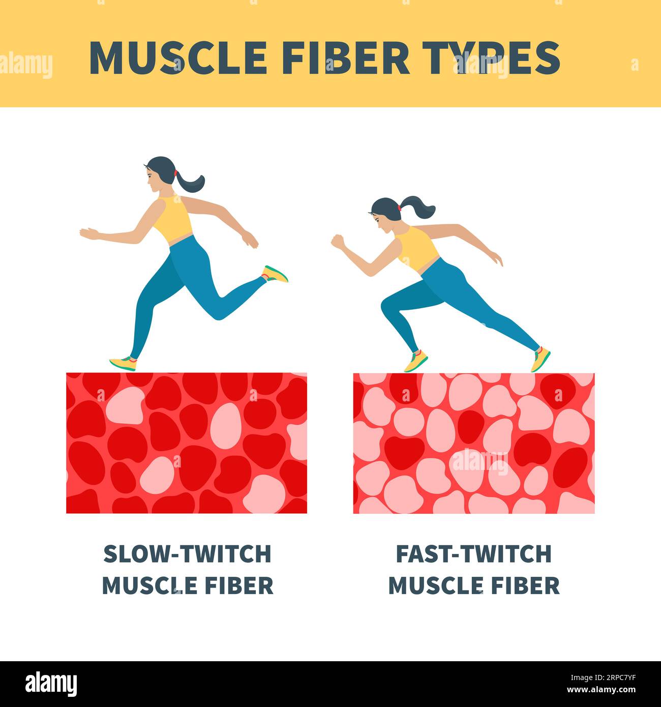 Slow twitch and fast twitch muscle fiber types illustration Stock Vector