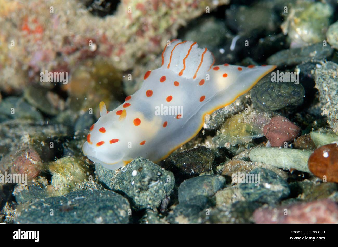 Ceylon Gymnodoris Nudibranch, Gymnodoris ceylonica, Gemaf dive site, Weda, Halmahera, North Maluku, Indonesia, Halmahera Sea Stock Photo