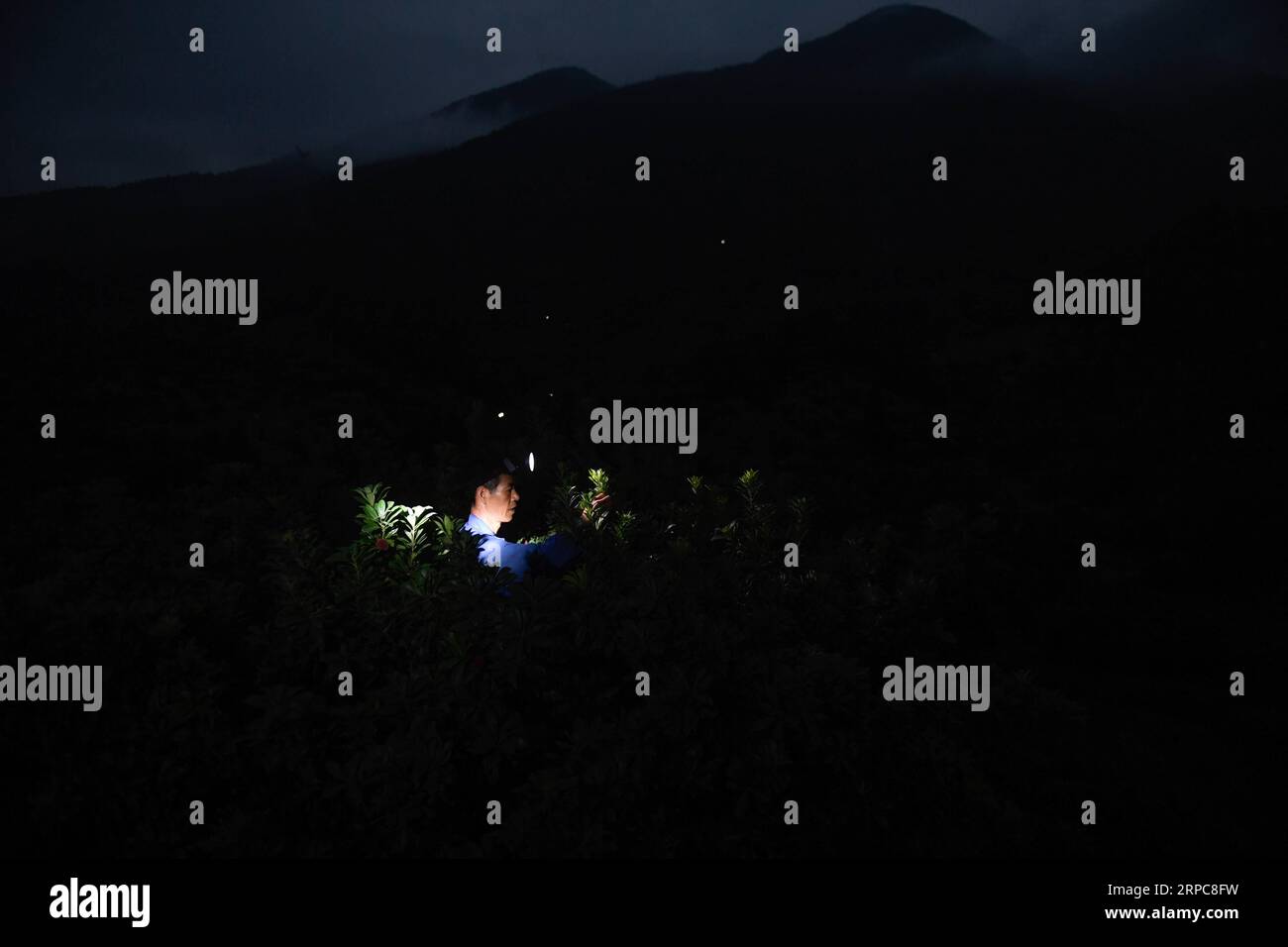 (190627) -- XIANJU, June 27, 2019 -- A farmer picks Chinese bayberries at an orchard in Xianju County, east China s Zhejiang Province, June 27, 2019. Xianju County entered the harvest season for Chinese bayberries. The planting area of Chinese bayberries in Xianju County totaled 138,000 mu (about 9,200 hectares), generating the output value of 667 million yuan (about 96.97 million U.S. dollars) in 2018. ) CHINA-ZHEJIANG-XIANJU-CHINESE BAYBERRY-HARVEST (CN) HuangxZongzhi PUBLICATIONxNOTxINxCHN Stock Photo