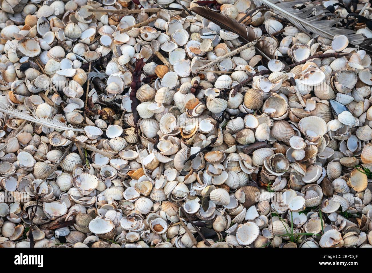Numerous cockle shells on a Scottish beach Stock Photo Alamy