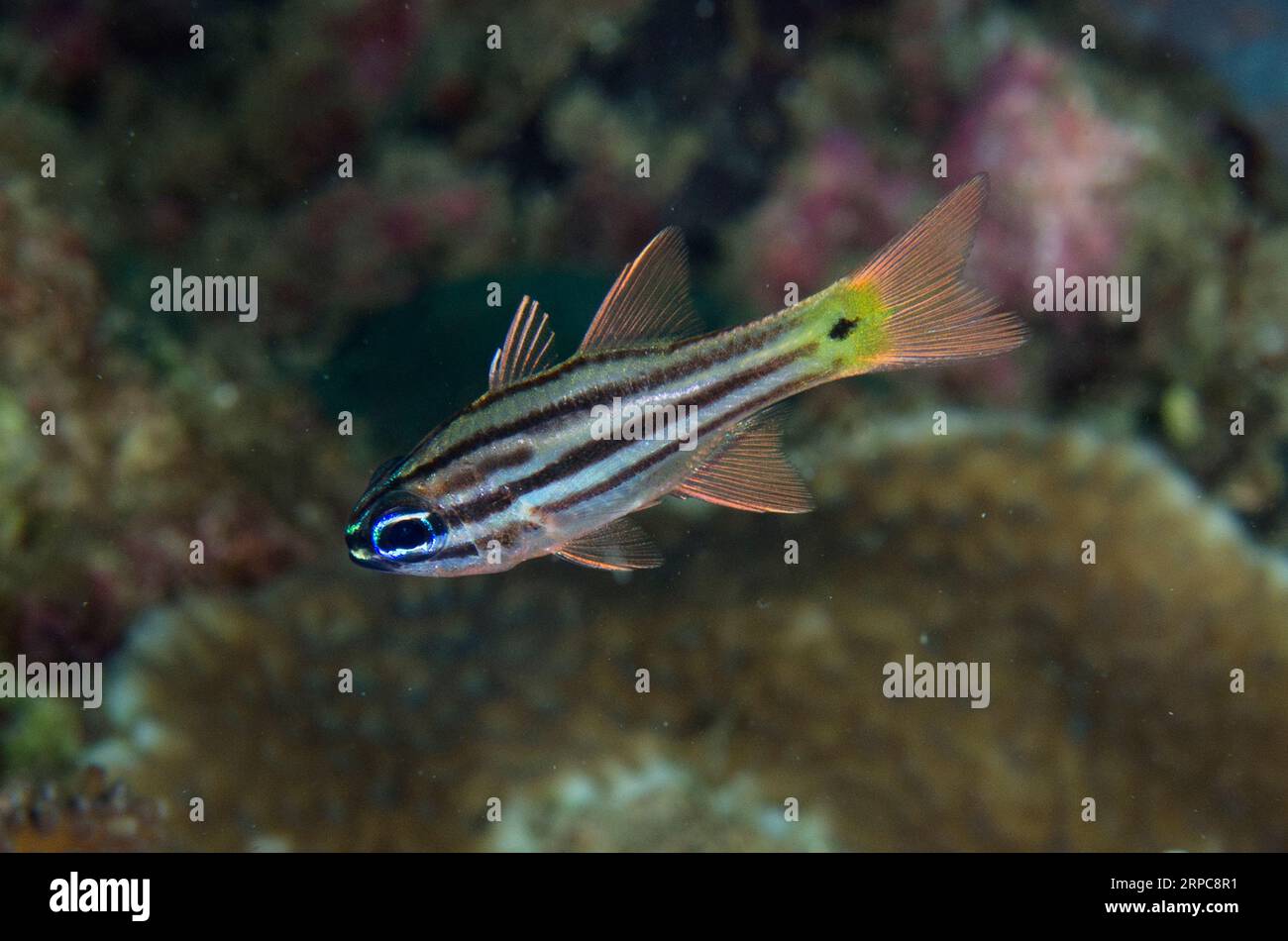 Banded Cardinal Juvenile Split-banded Cardinalfish, Ostorhinchus compressus, Weda ...