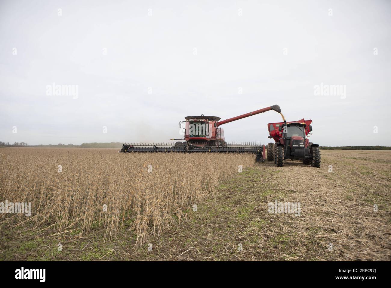 (190628) -- BEIJING, June 28, 2019 -- Farmers harvest soybeans in Rosario, Argentina, May 2, 2019. Martin Zabala) Xinhua Headlines: Butterfly effect of U.S. trade bullying far-reaching NixRuijie PUBLICATIONxNOTxINxCHN Stock Photo