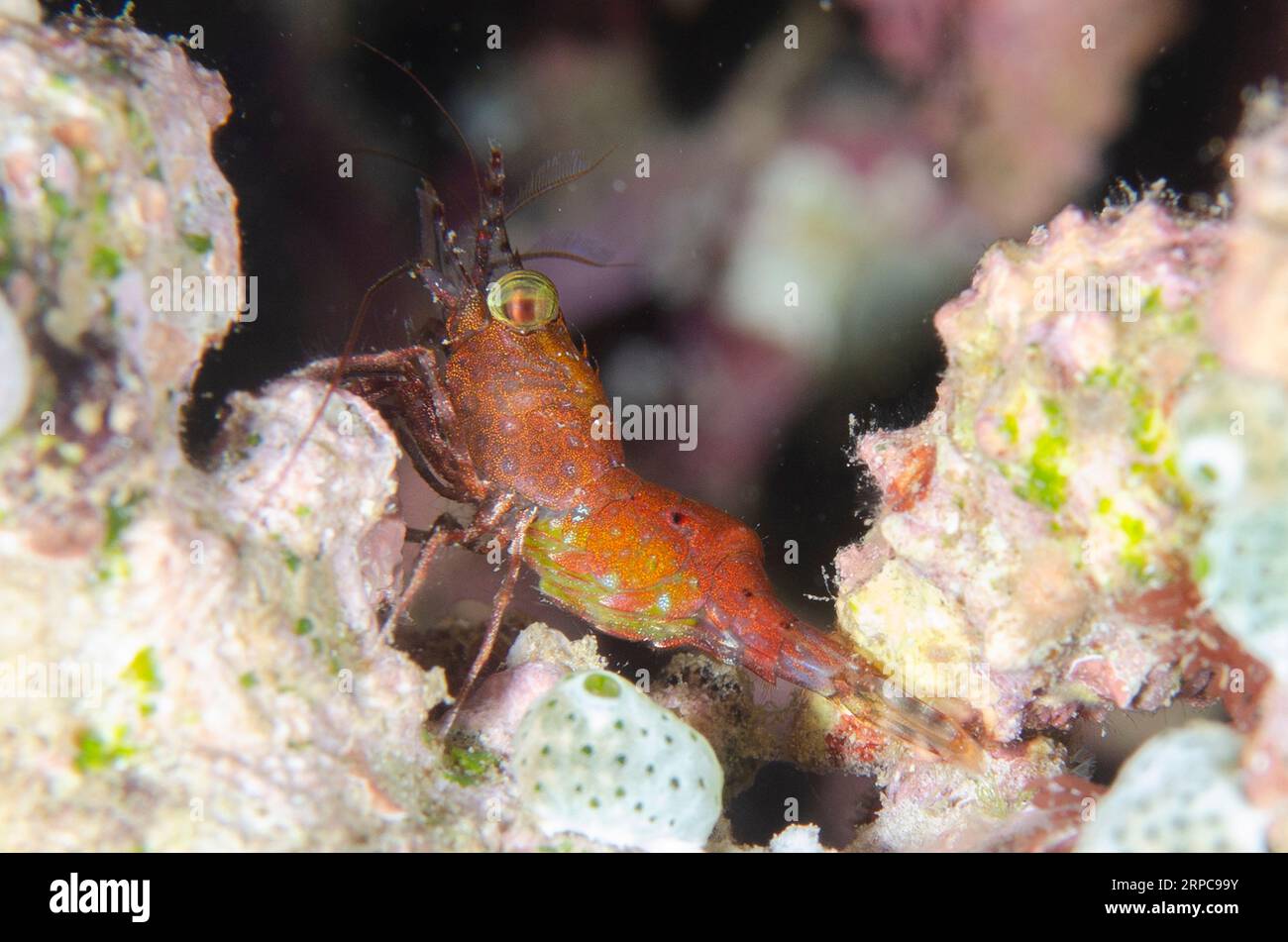 Henderson's Hinge-beak Shrimp, Cinetorhynchus hendersoni, Bandara dive site, night dive, Weda, Halmahera, North Maluku, Indonesia, Halmahera Sea Stock Photo