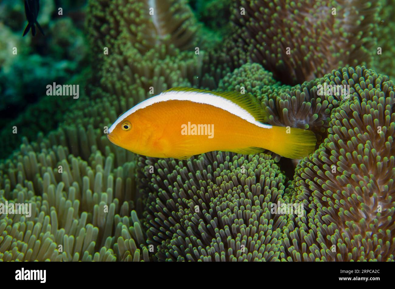 Orange Anemonefish, Amphiprion sandaracinos, in Magnificent Sea Anemone, Heteractis magnifica, Loleo dive site, Weda, Halmahera, North Maluku, Indones Stock Photo