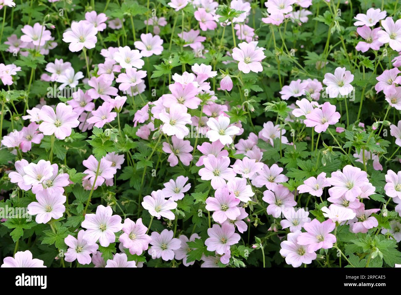 Soft pink Cranesbill 'Dreamland' also known as Geranium 'Bremdream' in flower. Stock Photo