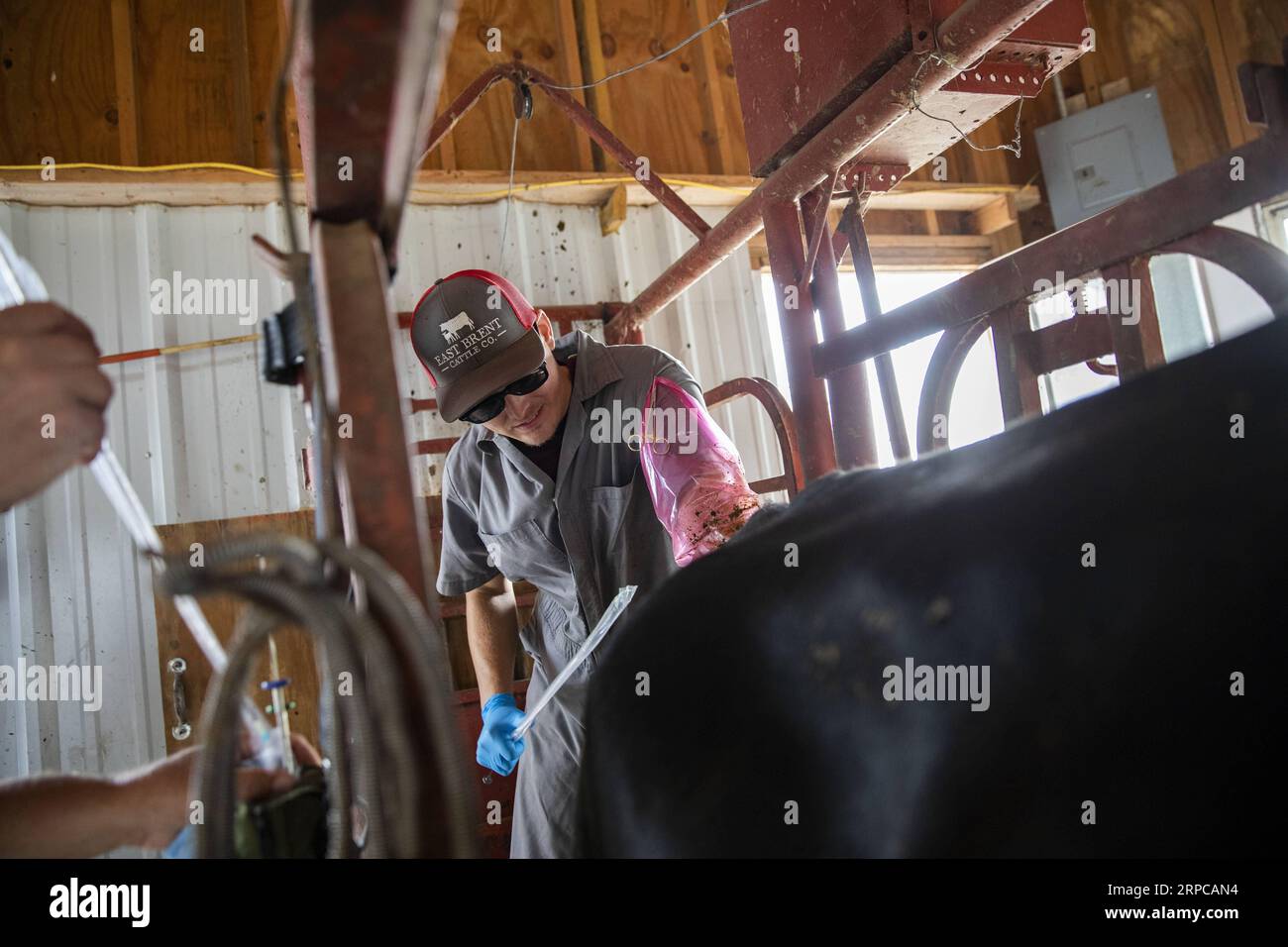 (190629) -- ATLANTIC (U.S.), June 29, 2019 -- Cody Ham, Bill Pellett s long-time business partner Phil Ham s son, carries out artificial insemination procedures on Bill Pellett s farm in Atlantic, Iowa, the United States, on June 20, 2019. Bill Pellett, a fifth-generation farmer in Atlantic, a small city in the U.S. Midwestern state of Iowa, has found a cost-effective way to raise better calves each year without purchasing new bulls -- artificial insemination (AI). ) TO GO WITH Feature: U.S. cattle farmer turns to artificial insemination for better quality beef U.S.-IOWA-ATLANTIC-CATTLE-ARTIFI Stock Photo
