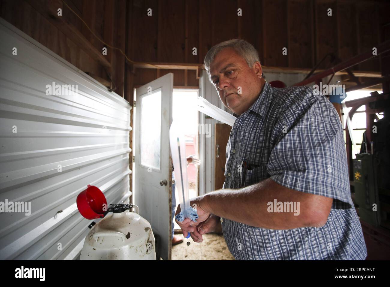 (190629) -- ATLANTIC (U.S.), June 29, 2019 -- Bill Pellett s long-time business partner Phil Ham prepares a syringe for his son Cody Ham during artificial insemination procedures on Bill Pellett s farm in Atlantic, Iowa, the United States, on June 20, 2019. Bill Pellett, a fifth-generation farmer in Atlantic, a small city in the U.S. Midwestern state of Iowa, has found a cost-effective way to raise better calves each year without purchasing new bulls -- artificial insemination (AI). ) TO GO WITH Feature: U.S. cattle farmer turns to artificial insemination for better quality beef U.S.-IOWA-ATLA Stock Photo
