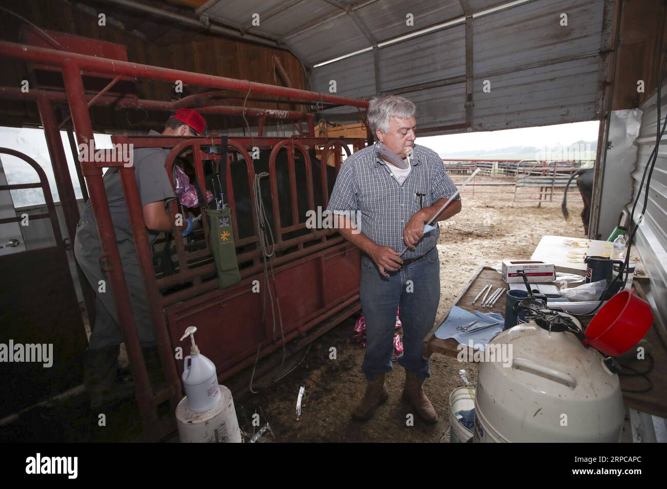 (190629) -- ATLANTIC (U.S.), June 29, 2019 -- Bill Pellett s long-time business partner Phil Ham (R) prepares a syringe as his son Cody Ham carries out artificial insemination procedures for a cow on Bill Pellett s farm in Atlantic, Iowa, the United States, on June 20, 2019. Bill Pellett, a fifth-generation farmer in Atlantic, a small city in the U.S. Midwestern state of Iowa, has found a cost-effective way to raise better calves each year without purchasing new bulls -- artificial insemination (AI). ) TO GO WITH Feature: U.S. cattle farmer turns to artificial insemination for better quality b Stock Photo