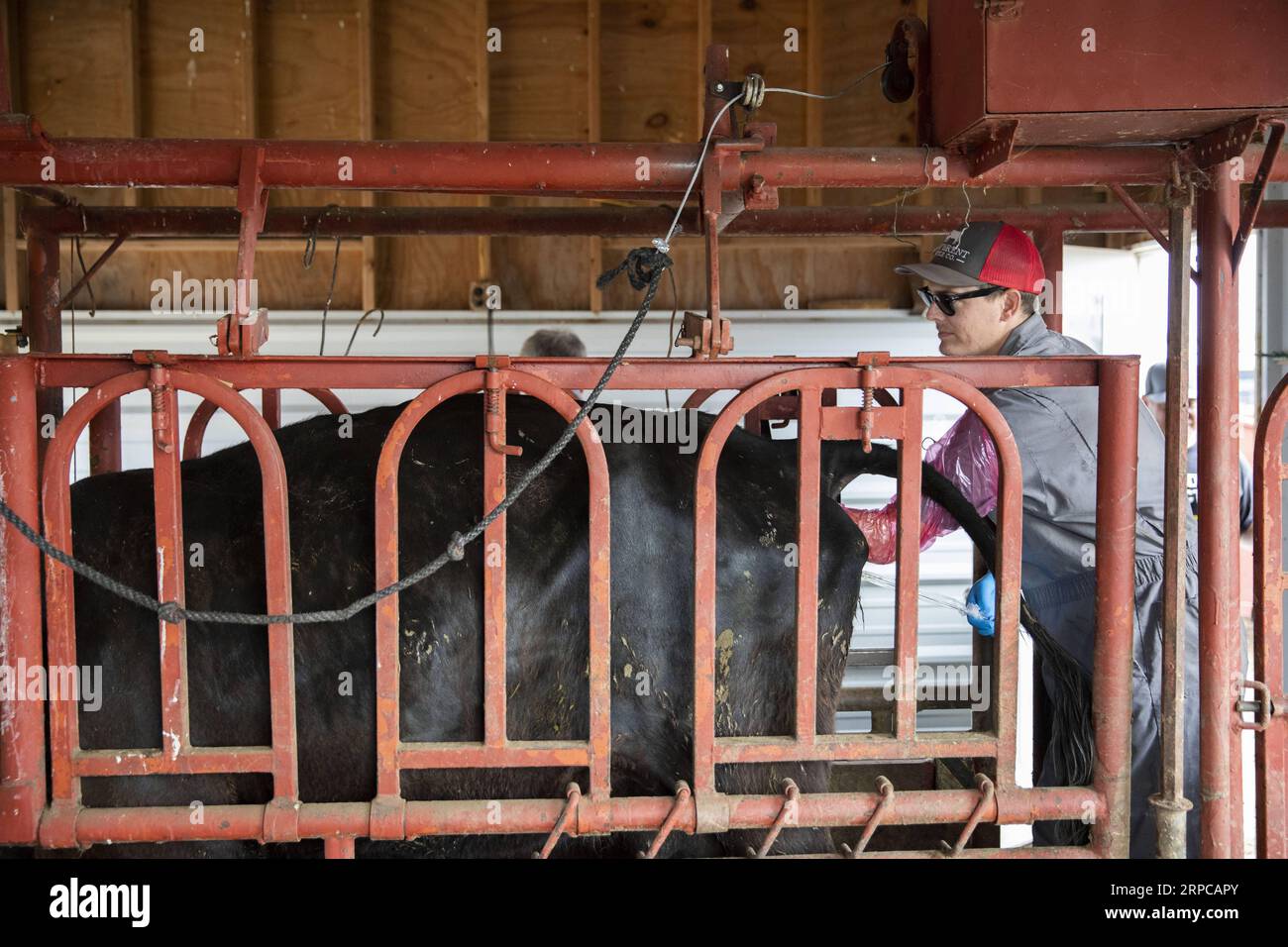 (190629) -- ATLANTIC (U.S.), June 29, 2019 -- Cody Ham, Bill Pellett s long-time business partner Phil Ham s son, carries out artificial insemination procedures on Bill Pellett s farm in Atlantic, Iowa, the United States, on June 20, 2019. Bill Pellett, a fifth-generation farmer in Atlantic, a small city in the U.S. Midwestern state of Iowa, has found a cost-effective way to raise better calves each year without purchasing new bulls -- artificial insemination (AI). ) TO GO WITH Feature: U.S. cattle farmer turns to artificial insemination for better quality beef U.S.-IOWA-ATLANTIC-CATTLE-ARTIFI Stock Photo