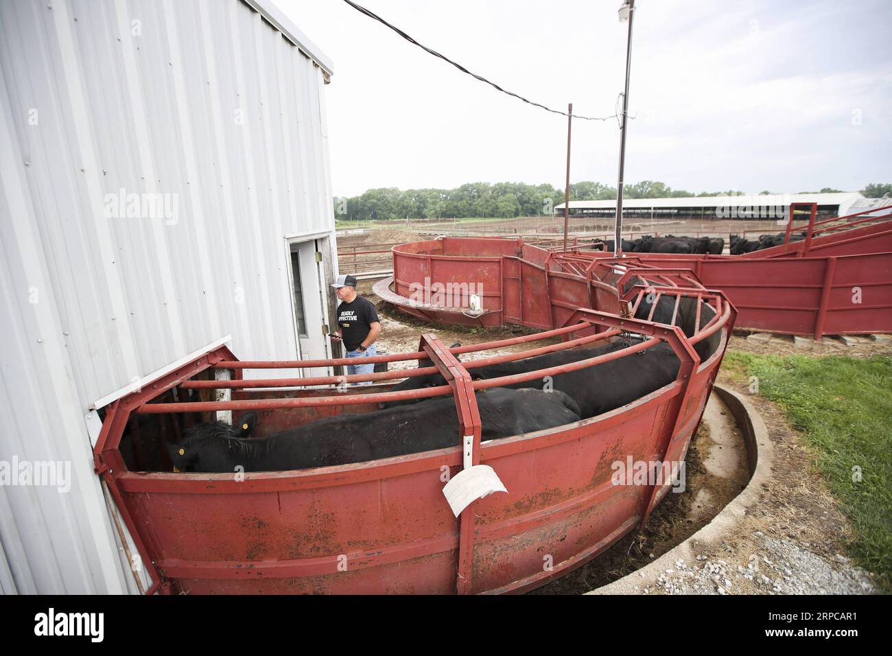 (190629) -- ATLANTIC (U.S.), June 29, 2019 -- Cows are driven into a facility before artificial insemination procedures on Bill Pellett s farm in Atlantic, Iowa, the United States, on June 20, 2019. Bill Pellett, a fifth-generation farmer in Atlantic, a small city in the U.S. Midwestern state of Iowa, has found a cost-effective way to raise better calves each year without purchasing new bulls -- artificial insemination (AI). ) TO GO WITH Feature: U.S. cattle farmer turns to artificial insemination for better quality beef U.S.-IOWA-ATLANTIC-CATTLE-ARTIFICIAL INSEMINATION WangxYing PUBLICATIONxN Stock Photo
