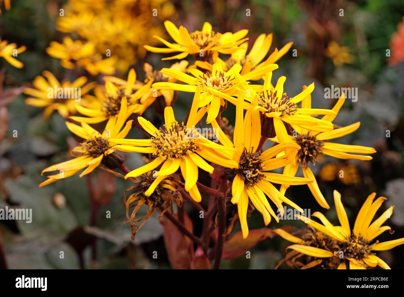 Ligularia, also known as summer ragwort or leopard plant 'Britt Marie Crawford' in flower. Stock Photo