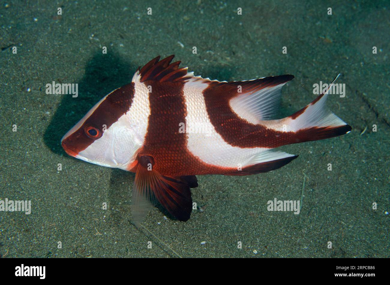 Red Emperor Snapper, Lutjanus sebae, Kobe Reef dive site, Weda, Halmahera, North Maluku, Indonesia, Halmahera Sea Stock Photo