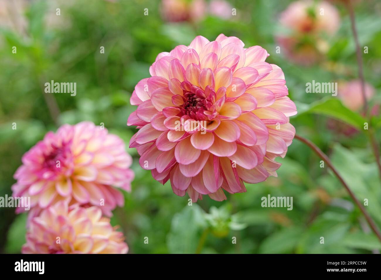 Dusky pink ball dahlia 'Foxy Lady'  in flower. Stock Photo