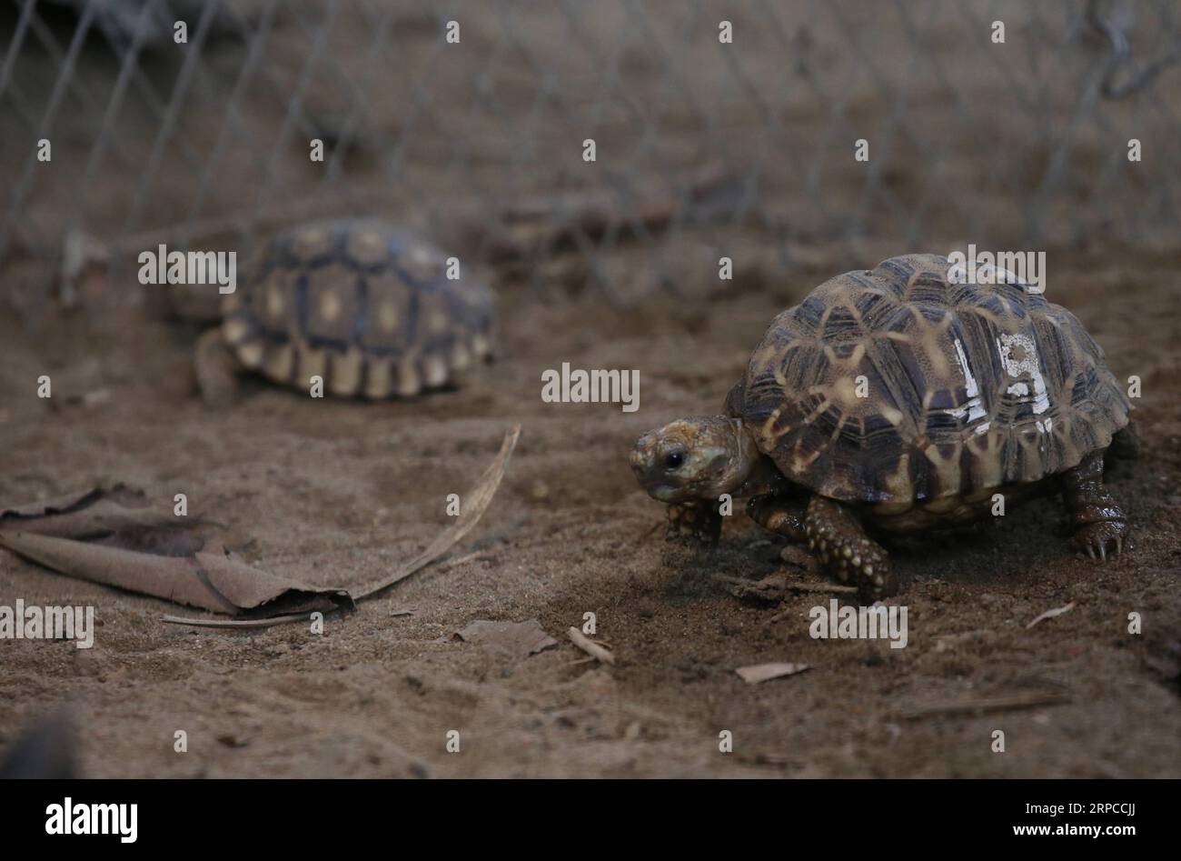 (190701) -- YANGON, July 1, 2019 -- Star tortoises are seen at Zoological Gardens in Yangon, Myanmar, July 1, 2019. Mandalay, Sagaing and Magwe regions in central Myanmar are the habitats of endangered Burmese Star Tortoise. It has star-shaped patterns on domed carapace. ) MYANMAR-YANGON-STAR TORTOISE UxAung PUBLICATIONxNOTxINxCHN Stock Photo