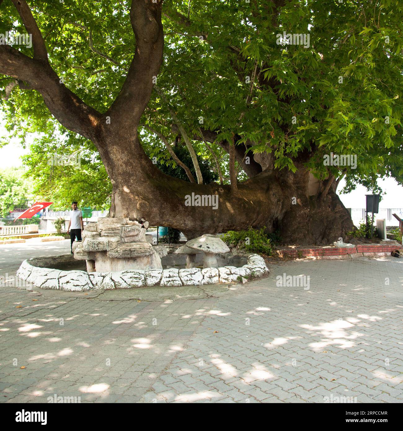 Ulubat or Uluabat Lake Gölyazı environs and centuries old Crying Sycamore Tree in Bursa, Turkey June 25, 2023 Stock Photo