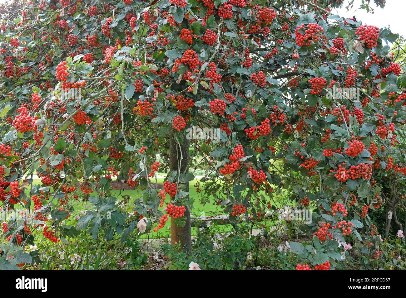 The red fruit berries of the Sorbus hybrida 'Gibbsii' rowan tree. Stock Photo