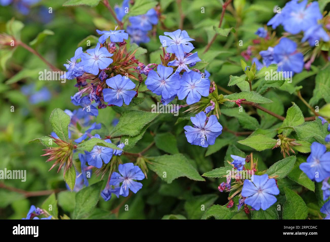 Chinese plumbago Ceratostigma willmottianum Forest Blue ÔLiceÕ in flower. Stock Photo