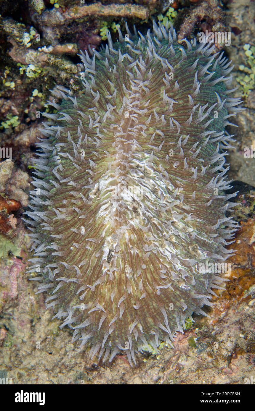 Mushroom Coral, Fungia fungites, tentacles, Tanjung Uli dive site, night dive, Weda, Halmahera, North Maluku, Indonesia, Halmahera Sea Stock Photo