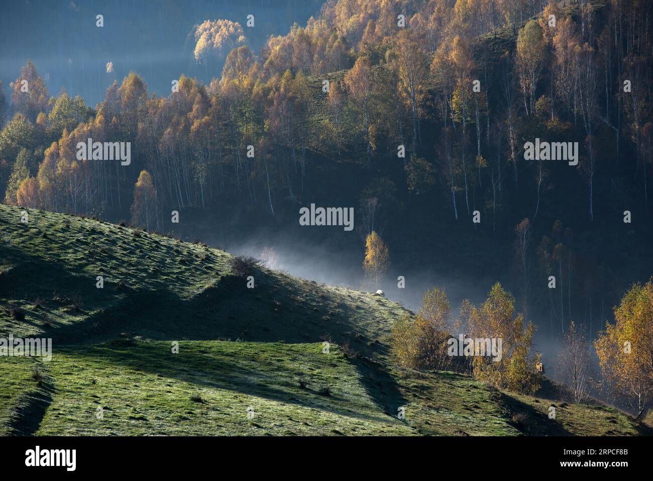 Autumn landscape in the mountains. Colorful forest. Transylvania, Romania Stock Photo