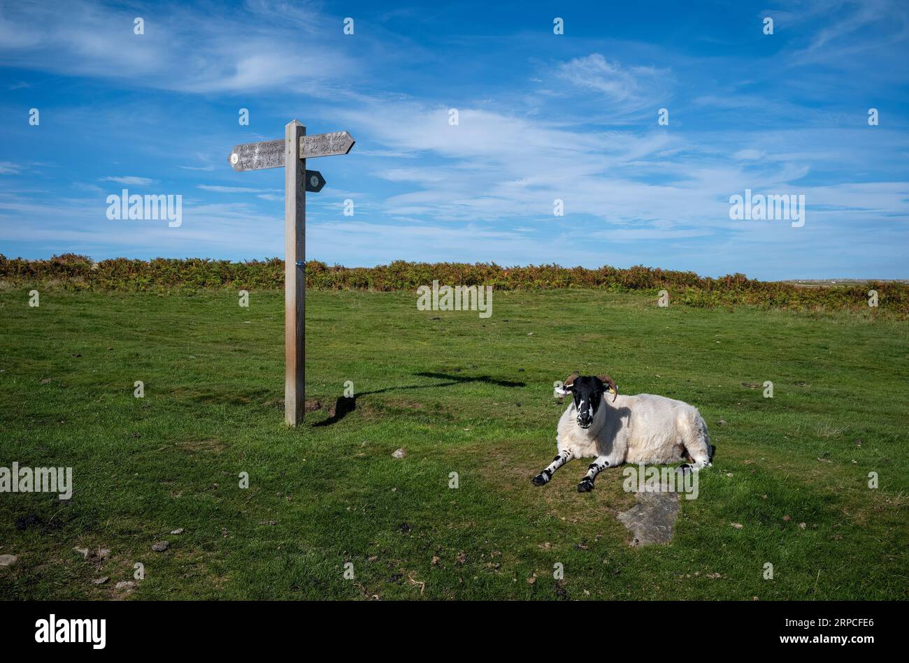 A 'hefted' Rough Fell sheep beside a waymarker post on Askham Fell, Lake District National Park, Cumbria, UK Stock Photo