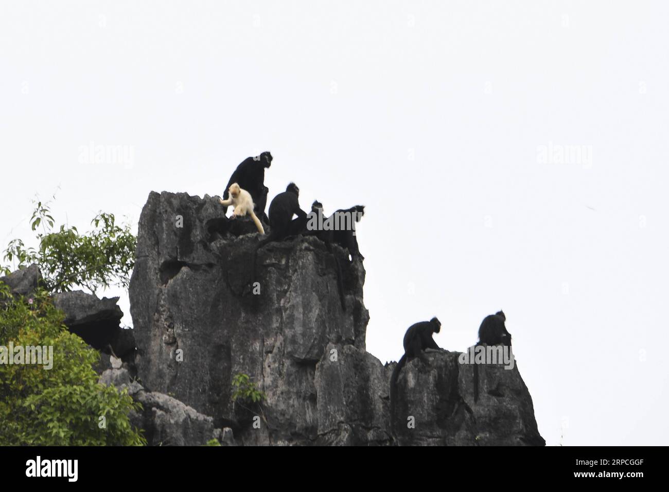 (190704) -- DAXIN, July 4, 2019 -- An albino baby Francois langur and other Francois langurs are seen on a mountain at Baoxin Village in Daxin County, south China s Guangxi Zhuang Autonomous Region, July 4, 2019. The second albino Francois langur was discovered Thursday in Guangxi since 2017 when the first was observed. At present, there are less than 2,000 Francois langurs worldwide. In China, they are found in Guangxi, Guizhou and Chongqing. Also known as Francois leaf monkeys, the species is one of China s most endangered wild animals and is under top national-level protection. ) CHINA-GUAN Stock Photo