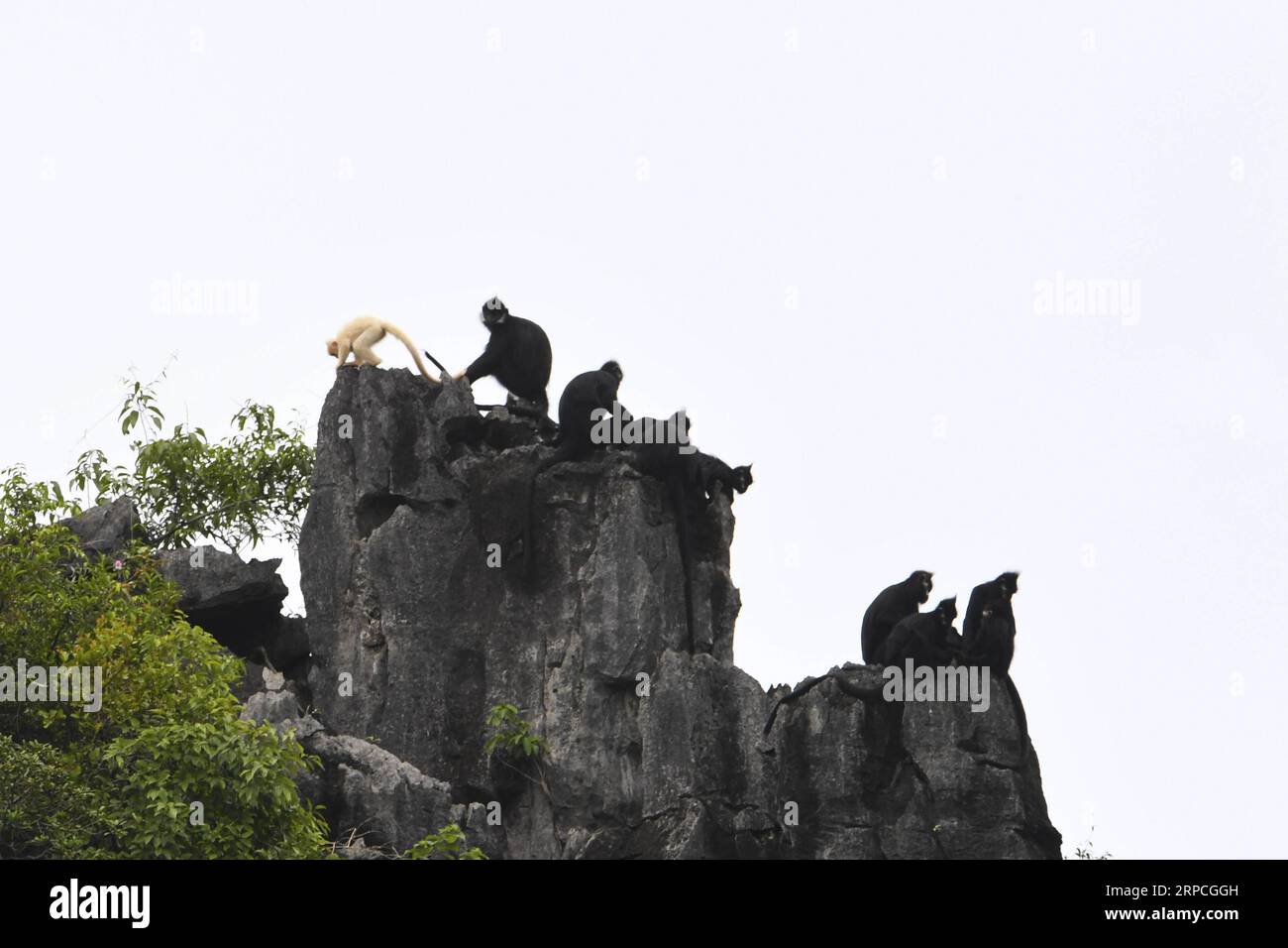 (190704) -- DAXIN, July 4, 2019 -- An albino baby Francois langur and other Francois langurs are seen on a mountain at Baoxin Village in Daxin County, south China s Guangxi Zhuang Autonomous Region, July 4, 2019. The second albino Francois langur was discovered Thursday in Guangxi since 2017 when the first was observed. At present, there are less than 2,000 Francois langurs worldwide. In China, they are found in Guangxi, Guizhou and Chongqing. Also known as Francois leaf monkeys, the species is one of China s most endangered wild animals and is under top national-level protection. ) CHINA-GUAN Stock Photo