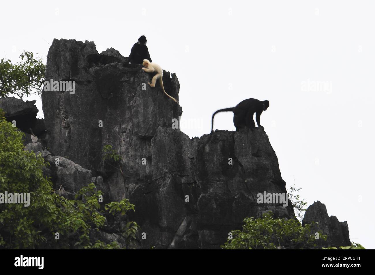 (190704) -- DAXIN, July 4, 2019 -- An albino baby Francois langur and other Francois langurs are seen on a mountain at Baoxin Village in Daxin County, south China s Guangxi Zhuang Autonomous Region, July 4, 2019. The second albino Francois langur was discovered Thursday in Guangxi since 2017 when the first was observed. At present, there are less than 2,000 Francois langurs worldwide. In China, they are found in Guangxi, Guizhou and Chongqing. Also known as Francois leaf monkeys, the species is one of China s most endangered wild animals and is under top national-level protection. ) CHINA-GUAN Stock Photo