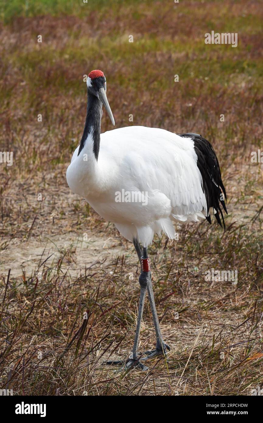 Red crowned crane china wetland hi-res stock photography and images - Alamy