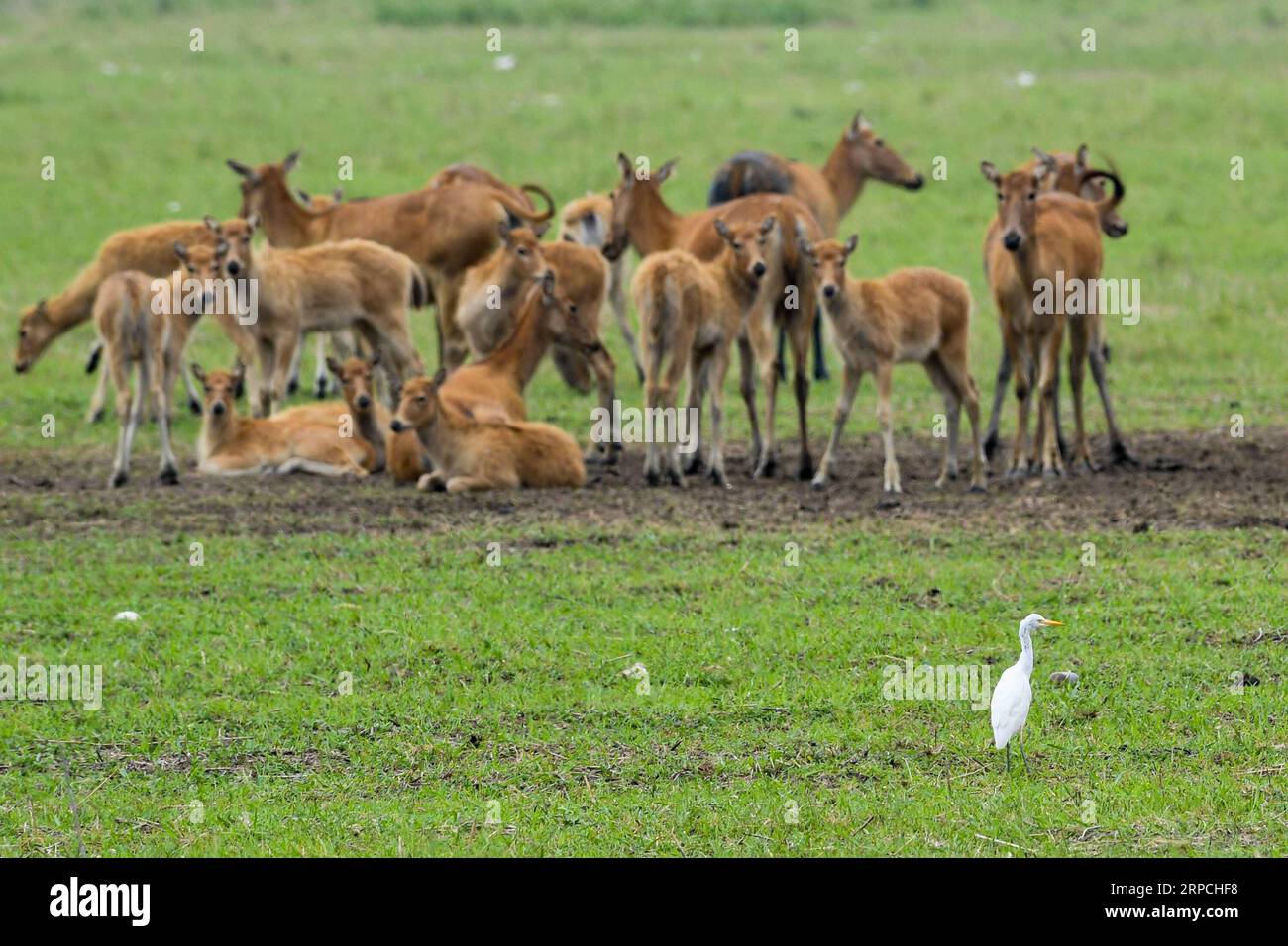 (190705) -- NANJING, July 5, 2019 -- A flock of elks and an egret are seen at the Dafeng Milu National Nature Reserve in the city of Yancheng, east China s Jiangsu Province, June 27, 2019. China s Migratory Bird Sanctuaries along the coast of the Yellow Sea-Bohai Gulf (Phase I) were inscribed on the World Heritage List as a natural site on Friday at the ongoing 43rd session of the UNESCO World Heritage Committee in Azerbaijan s capital of Baku. Migratory Bird Sanctuaries along the coast of the Yellow Sea-Bohai Gulf of China are located in the Yellow Sea ecoregion, containing the world s larges Stock Photo