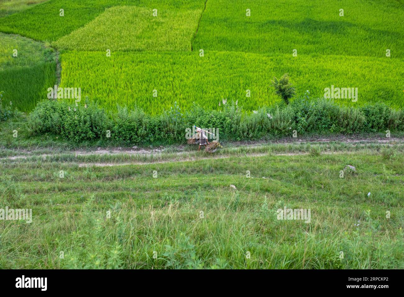 Man carrying rice paddy field hi-res stock photography and images - Alamy
