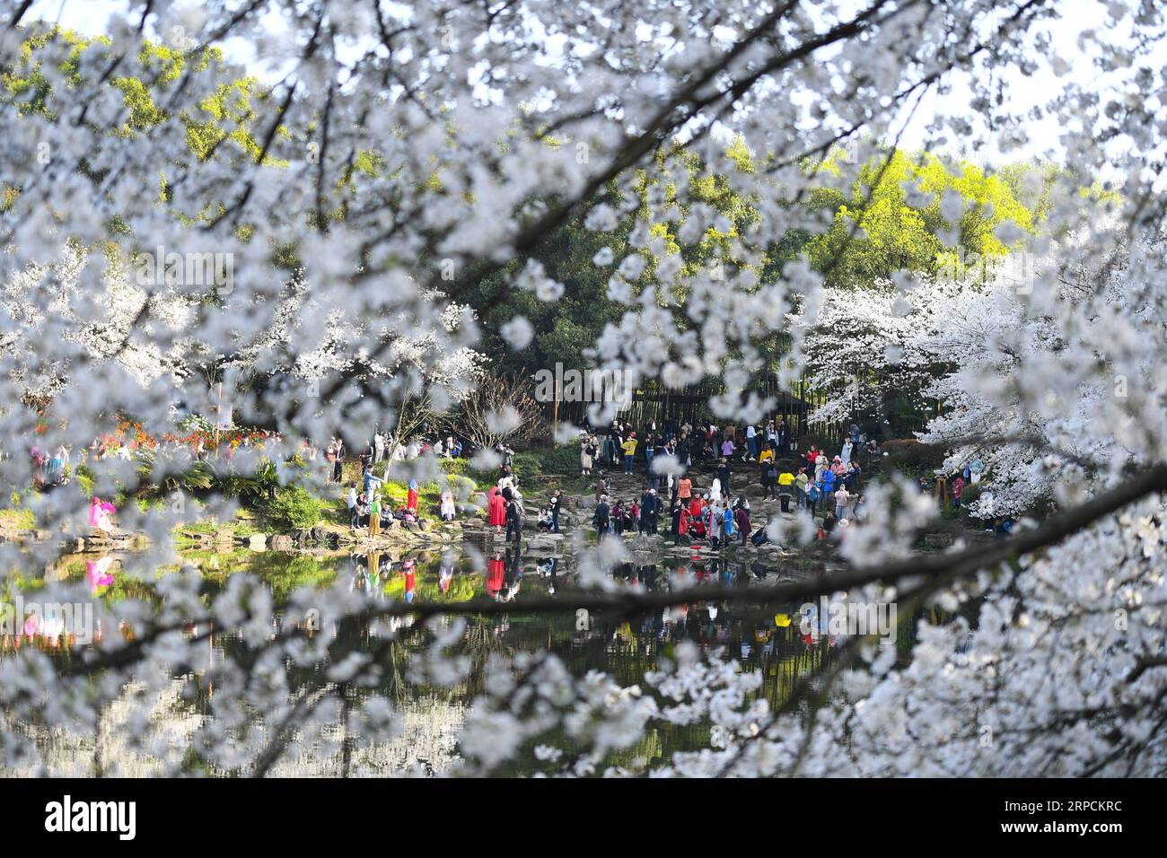 (190708) -- BEIJING, July 8, 2019 -- Tourists view cherry blossoms at the Hunan Forest Botanical Garden in Changsha, capital of central China s Hunan Province, March 25, 2019. Located in central China, Hunan Province is well-known for its varied topography. It abuts the Dongting Lake to the north, and the east, south and west sides of the province are surrounded by mountains, with Wuling and Xuefeng Mountains to the west, Nanling Mountain to the south, Luoxiao and Mufu Mountains to the east. The Xiangjiang, Zijiang, Yuanjiang and Lishui Rivers converge on the Yangtze River at the Dongting Lake Stock Photo