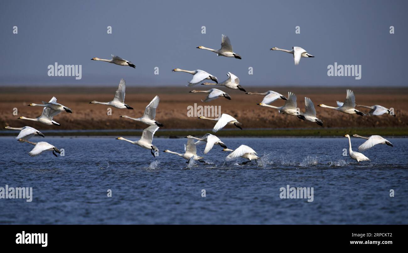 (190708) -- BEIJING, July 8, 2019 -- Little swans are seen in the Dongdongtinghu State-level Nature Reserve in central China s Hunan Province March 1, 2017. Located in central China, Hunan Province is well-known for its varied topography. It abuts the Dongting Lake to the north, and the east, south and west sides of the province are surrounded by mountains, with Wuling and Xuefeng Mountains to the west, Nanling Mountain to the south, Luoxiao and Mufu Mountains to the east. The Xiangjiang, Zijiang, Yuanjiang and Lishui Rivers converge on the Yangtze River at the Dongting Lake in the northern Hu Stock Photo