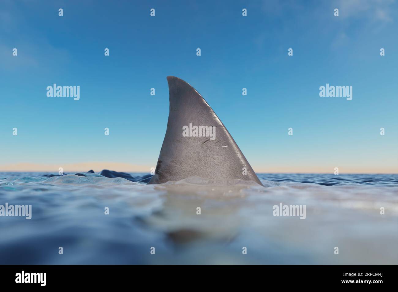 The Magnificent Sight of a Shark Fin Rising Out of the Ocean Waters ...