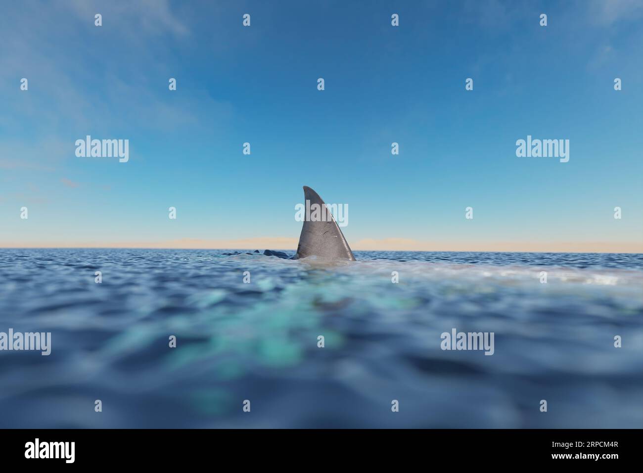 The Magnificent Sight of a Shark Fin Rising Out of the Ocean Waters ...