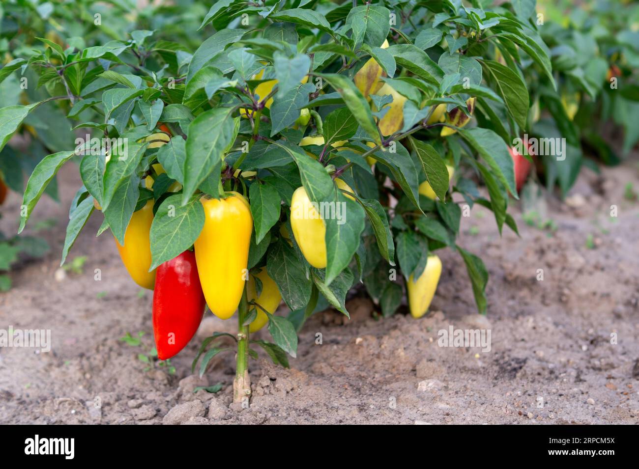 Red and yellow sweet peppers growing on a bush in the garden. Bell pepper, harvesting, seasonal vegetables. Stock Photo