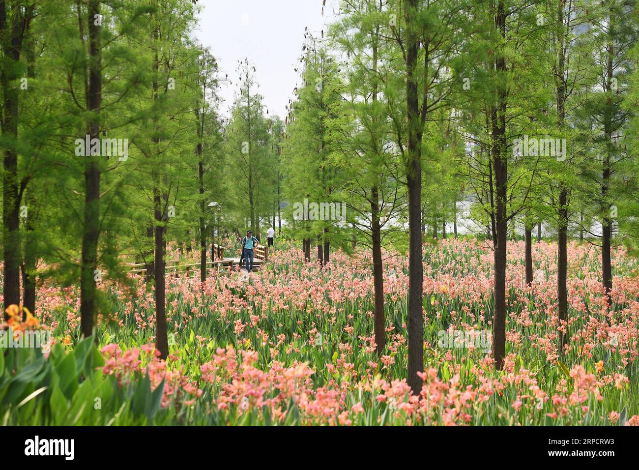 (190712) -- BEIJING, July 12, 2019 -- People visit a landscape belt along the Dongping River in Foshan, south China s Guangdong Province, April 9, 2019. Located in south China, Guangdong Province faces the South China Sea and borders Hunan and Jiangxi provinces to the north. It boasts the well-known Pearl River Delta, which is composed of three upstream rivers and a large number of islands. Due to the climate, Guangdong is famous for a diversified ecological system and environment. In recent years, by upholding the principle of green development, Guangdong has made remarkable achievements in i Stock Photo