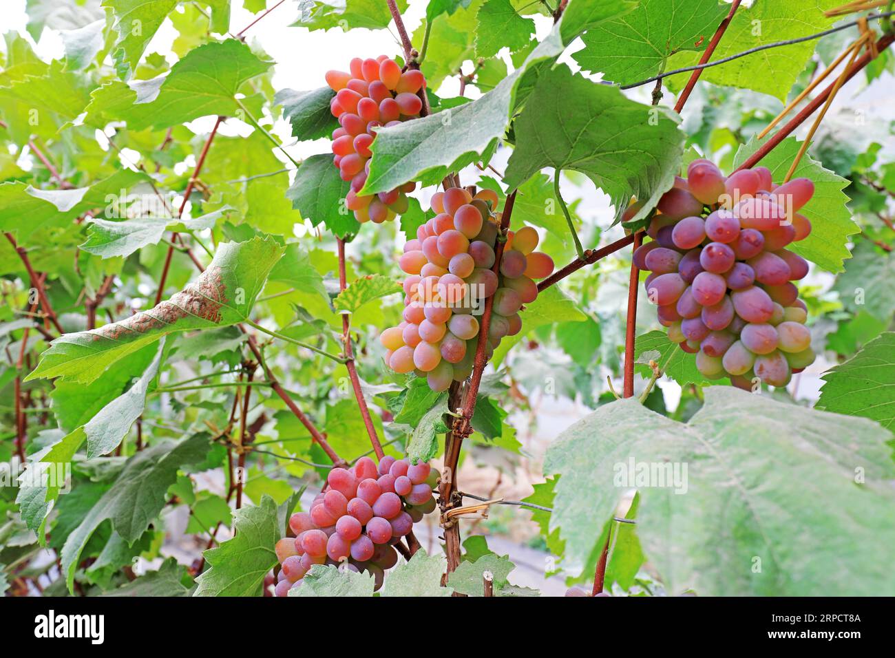 Grapes farming china hires stock photography and images Alamy