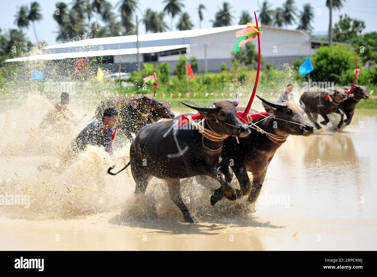 (190713) -- BANGKOK, July 13, 2019 -- Buffalo racers compete during the annual Wooden Plow Buffalo Race in Chonburi, Thailand, July 13, 2019. Rachen Sageamsak) THAILAND-BANGKOK-BUFFALO RACE ZhangxKeren PUBLICATIONxNOTxINxCHN Stock Photo