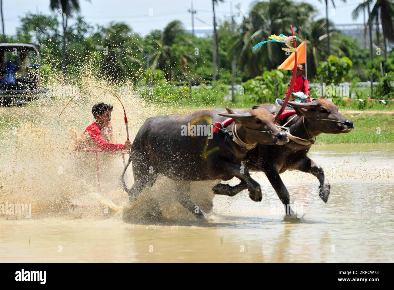 (190713) -- BANGKOK, July 13, 2019 -- A buffalo racer competes during the annual Wooden Plow Buffalo Race in Chonburi , Thailand, July 13, 2019. Rachen Sageamsak) THAILAND-BANGKOK-BUFFALO RACE ZhangxKeren PUBLICATIONxNOTxINxCHN Stock Photo