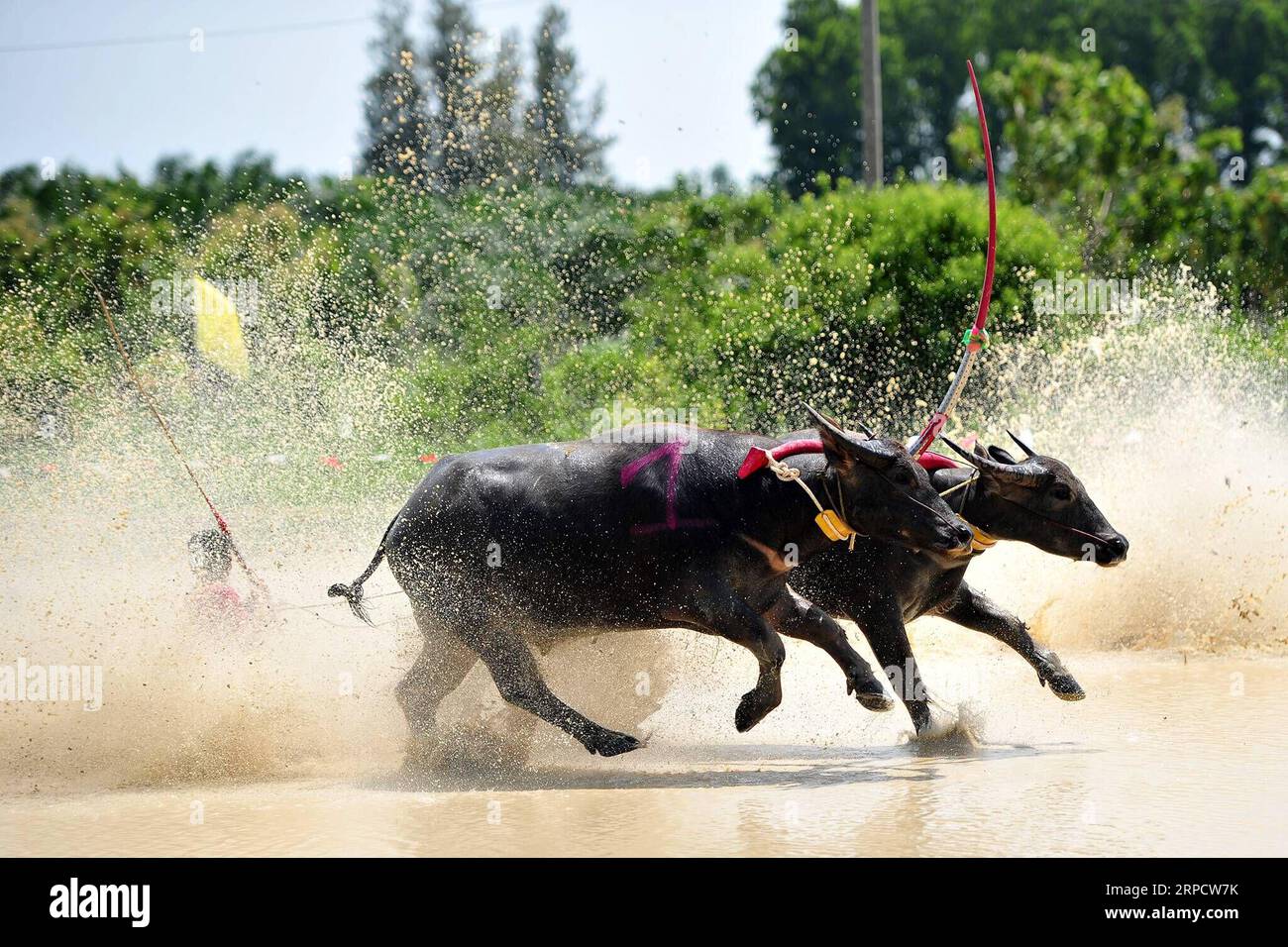 (190713) -- BANGKOK, July 13, 2019 -- A buffalo racer competes during the annual Wooden Plow Buffalo Race in Chonburi , Thailand, July 13, 2019. Rachen Sageamsak) THAILAND-BANGKOK-BUFFALO RACE ZhangxKeren PUBLICATIONxNOTxINxCHN Stock Photo
