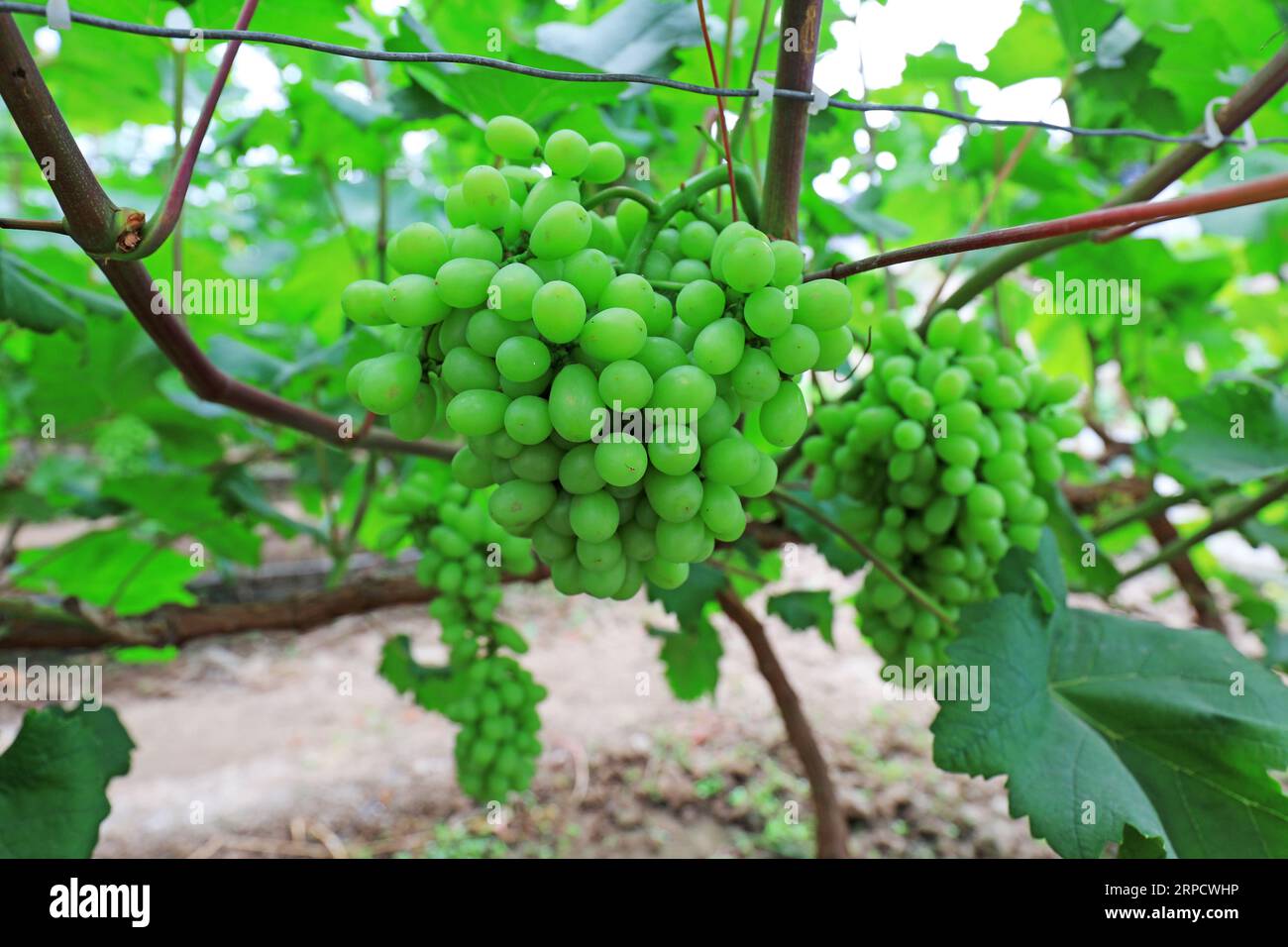 Grapes farming china hires stock photography and images Alamy