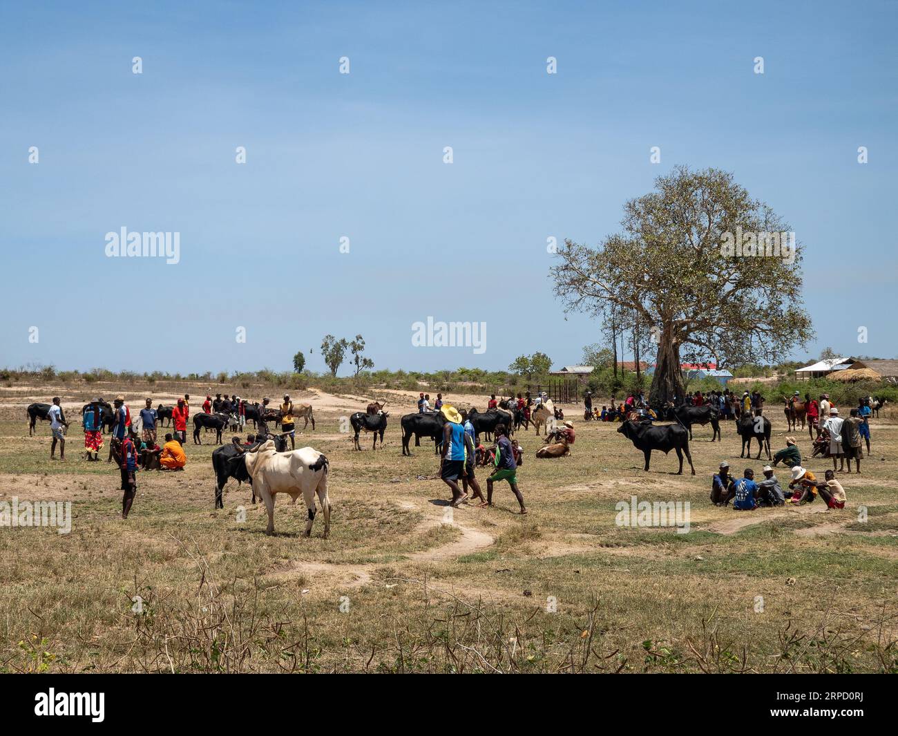 Belo Sur Tsiribihina, Madagascar - November 4th 2022: The Zebu market is a busy place where locals come to buy and sell livestock. Zebu are an importa Stock Photo