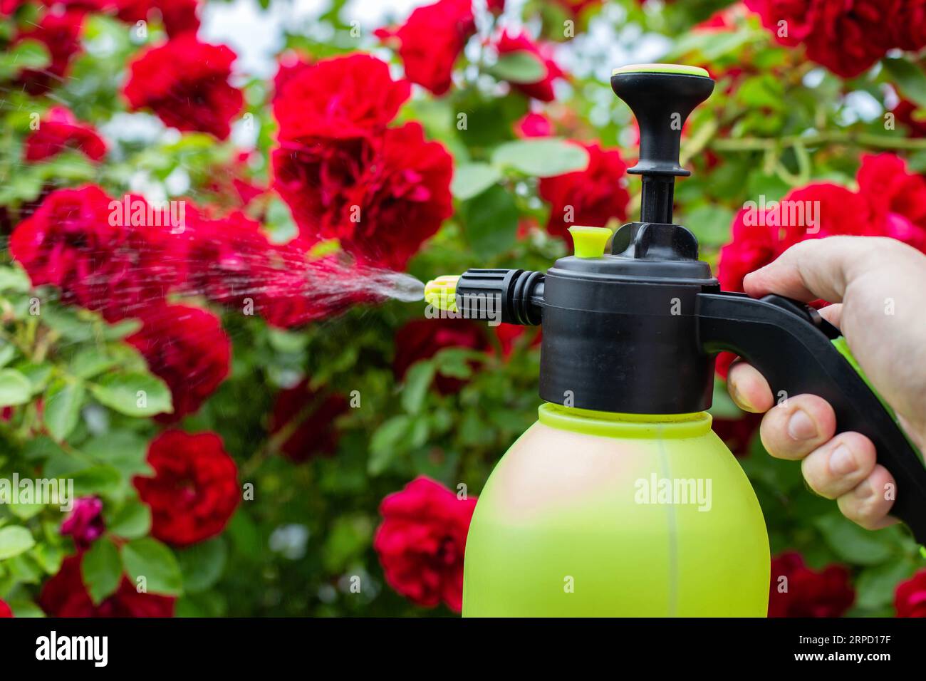 Spraying flowers of red roses with a solution of copper sulfate from pests and diseases, close-up. Stock Photo