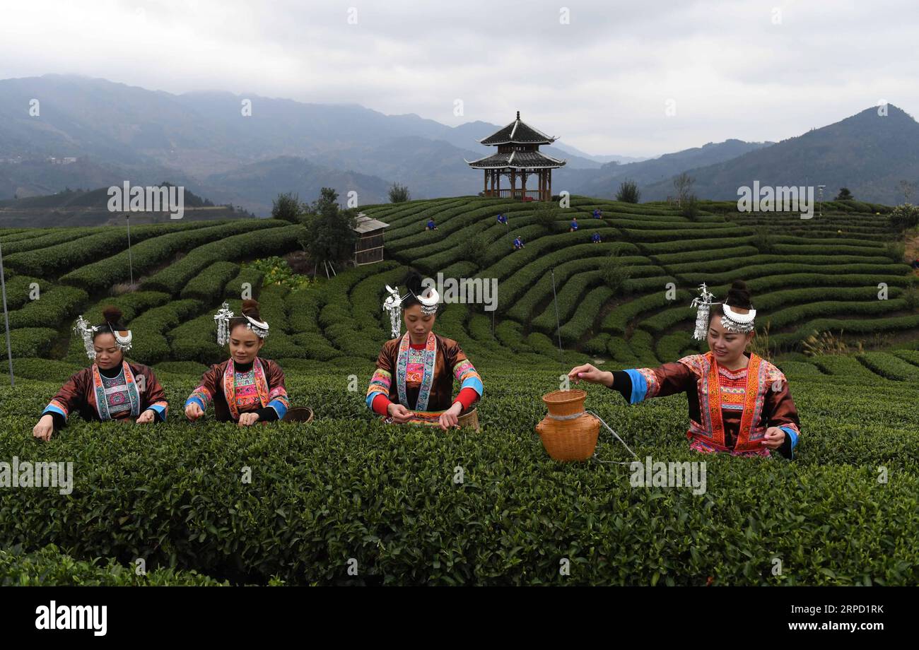 (190719) -- BEIJING, July 19, 2019 -- Women pick tea leaves in Buyang Village of Sanjiang Dong Autonomous County, south China s Guangxi Zhuang Autonomous Region, Feb. 23, 2017. Located in south China, Guangxi boasts high forest coverage of over 62 percent and various landforms including its picturesque karst mountains. In recent years, following the principle of building ecological civilization, Guangxi authorities uphold green development in agricultural production and poverty alleviation. Meanwhile, the authorities take various measures to improve rural environment including expanding forest Stock Photo