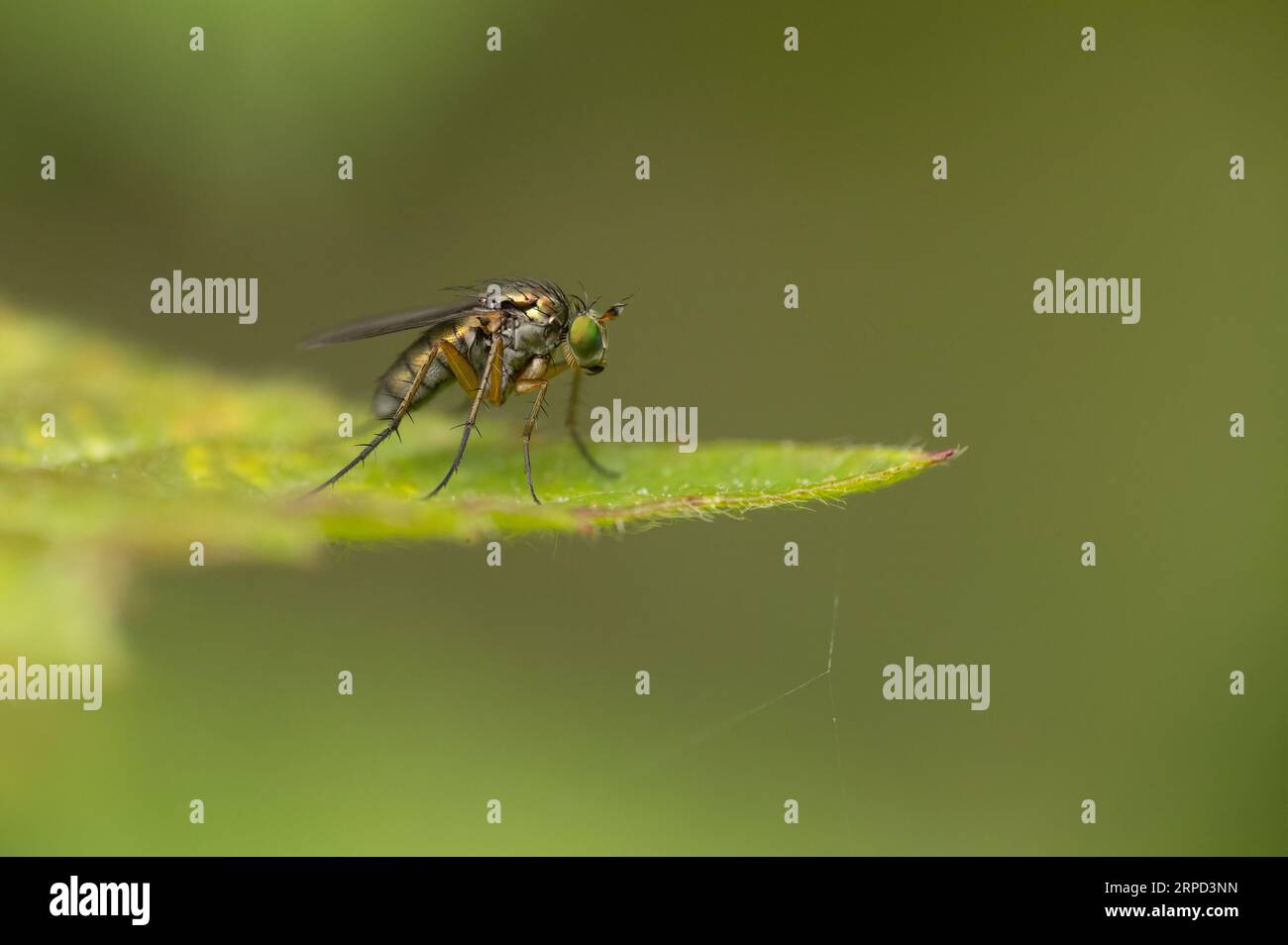 Long-legged fly (Poecilobothrus sp.), Powerstock Common DWT reserve, Dorset, England, UK Stock Photo