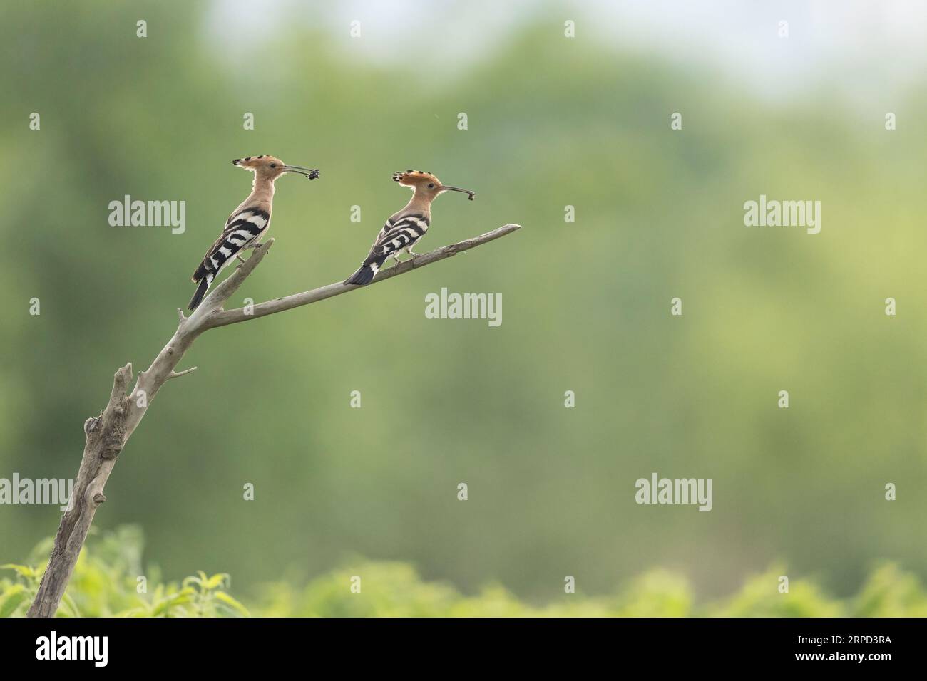 Hoopoe (Upupa epops), pair perched with food for young, Bratsigovo, Bulgaria Stock Photo