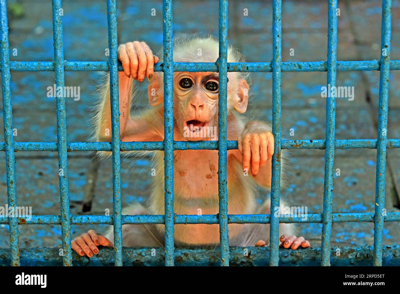 Monkey in bangladesh hi-res stock photography and images - Alamy